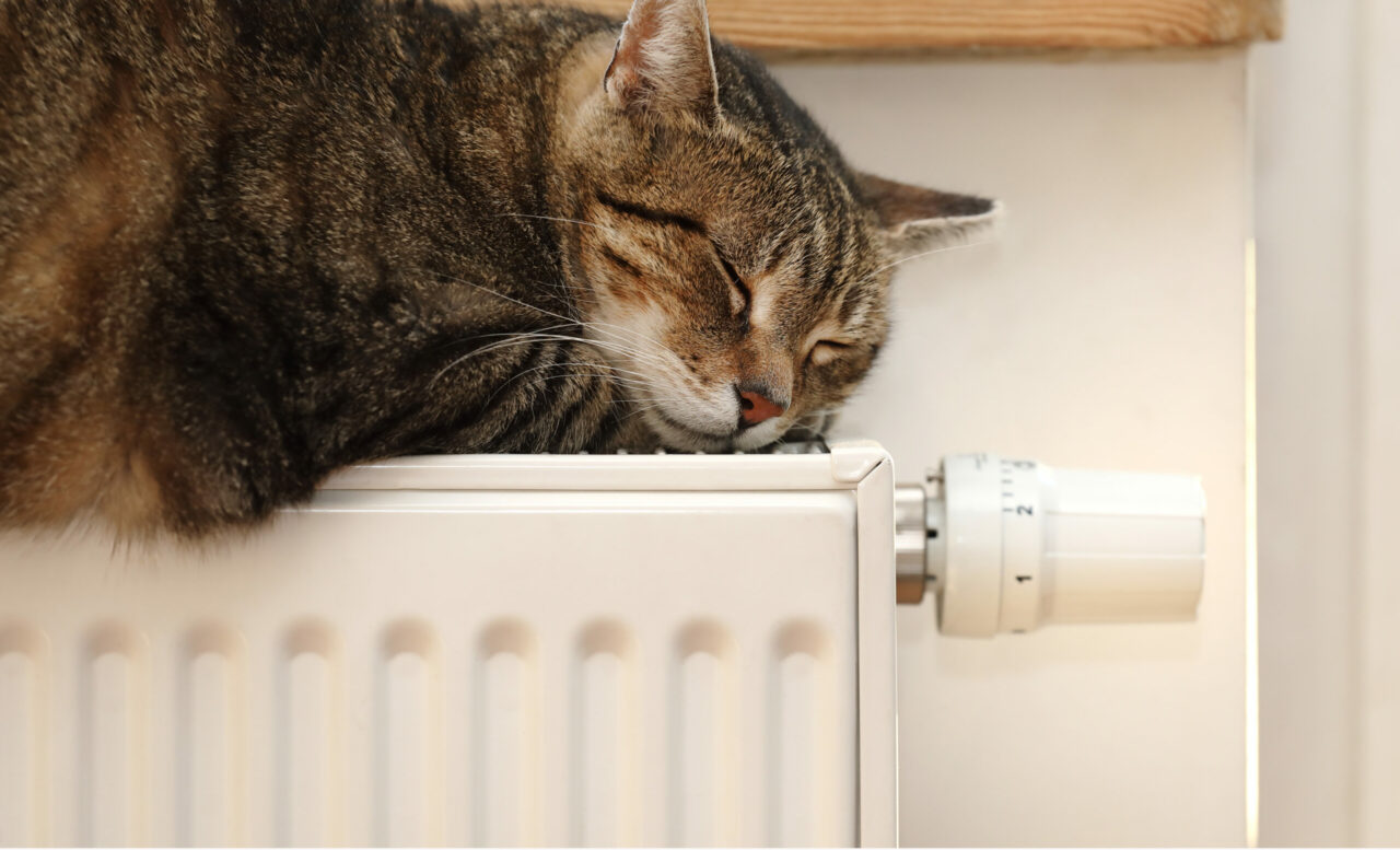 Cat,on,the,radiator,,warm,,cat,relaxing